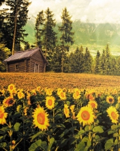 Sunflowers And Wooden Hut screenshot #1 176x220