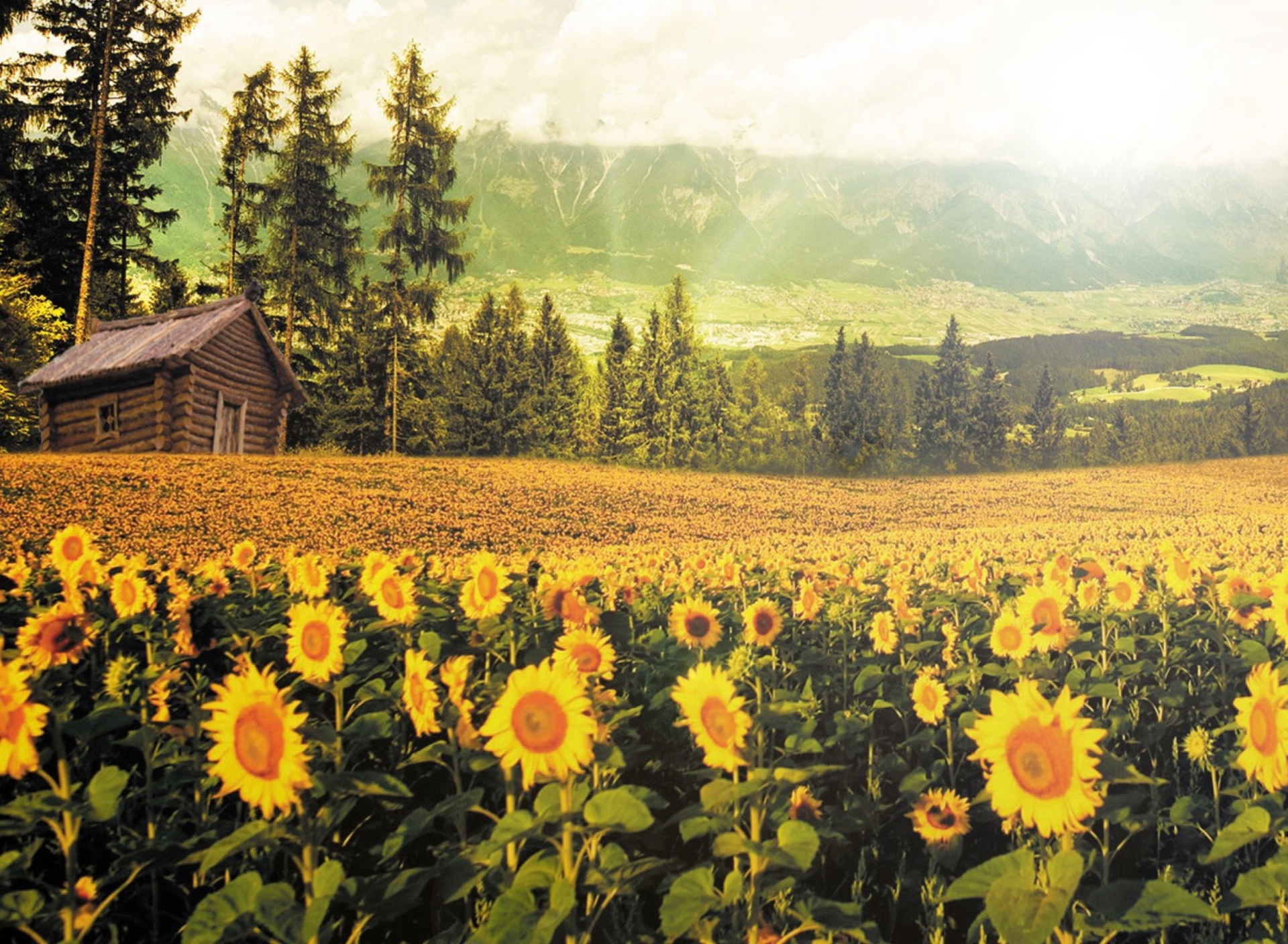 Sunflowers And Wooden Hut screenshot #1 1920x1408