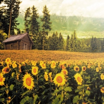 Sfondi Sunflowers And Wooden Hut 208x208