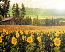Das Sunflowers And Wooden Hut Wallpaper 220x176