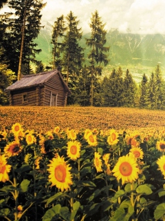 Sfondi Sunflowers And Wooden Hut 240x320