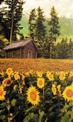 Fondo de pantalla Sunflowers And Wooden Hut 240x400
