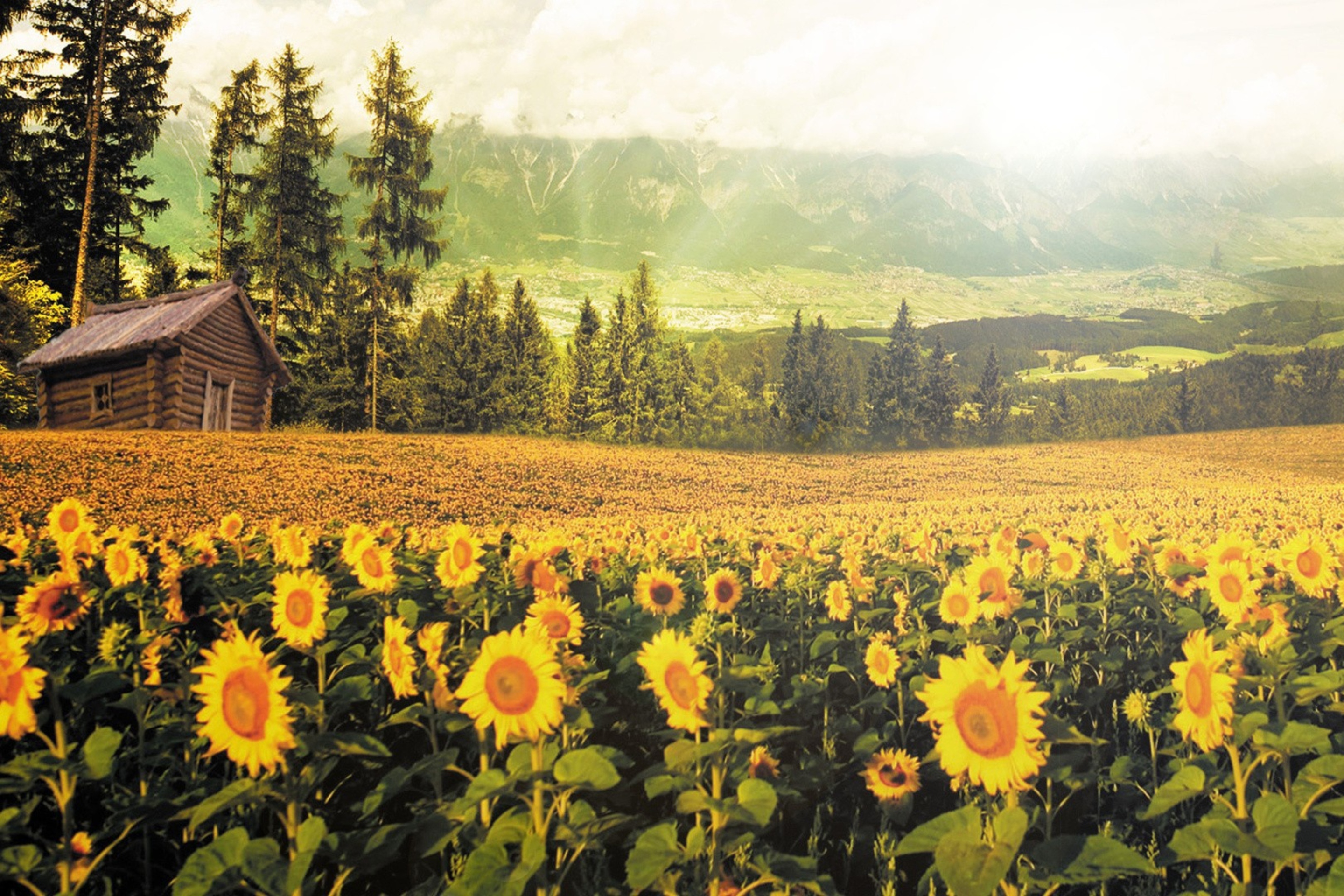 Sunflowers And Wooden Hut screenshot #1 2880x1920