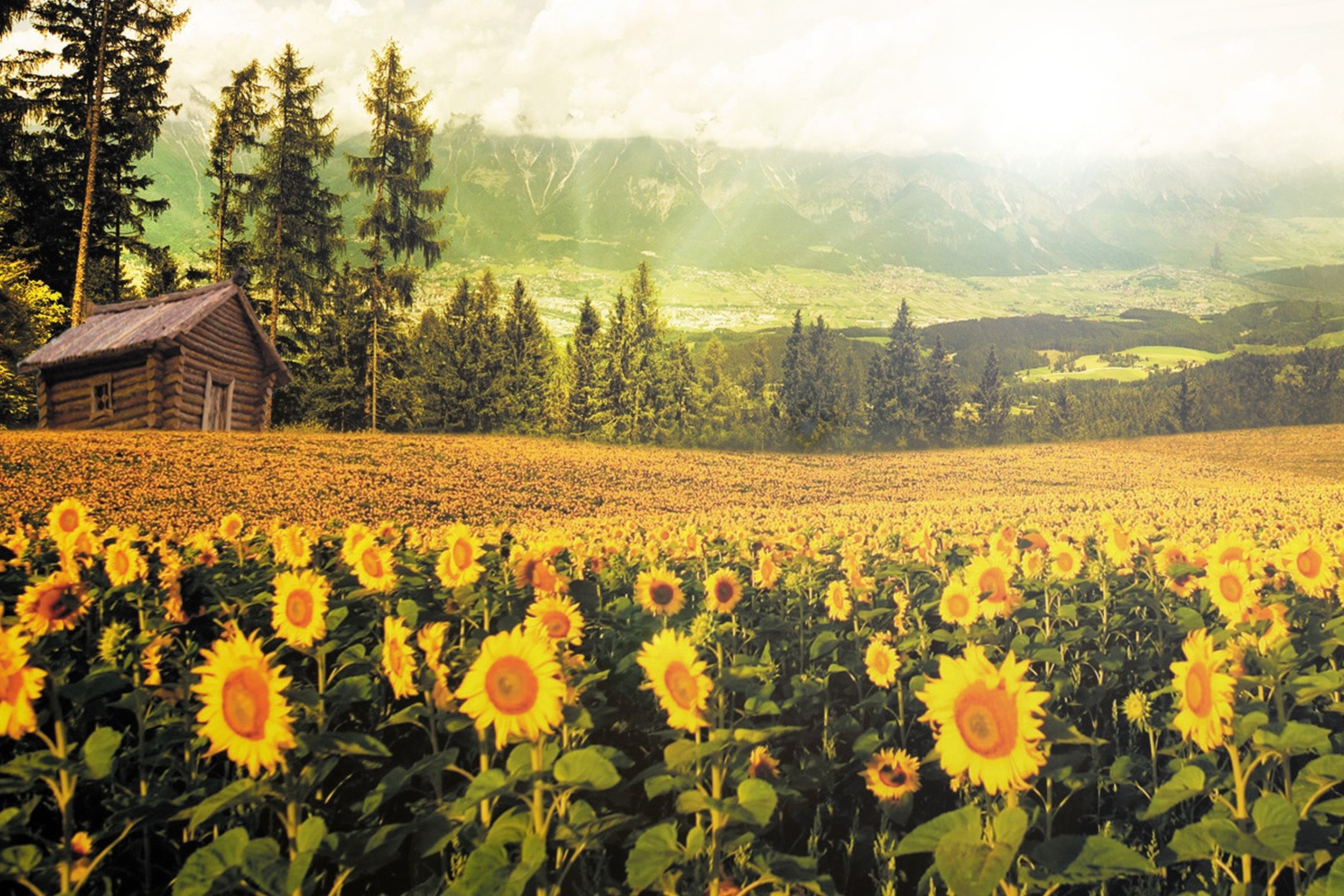 Screenshot №1 pro téma Sunflowers And Wooden Hut 2880x1920