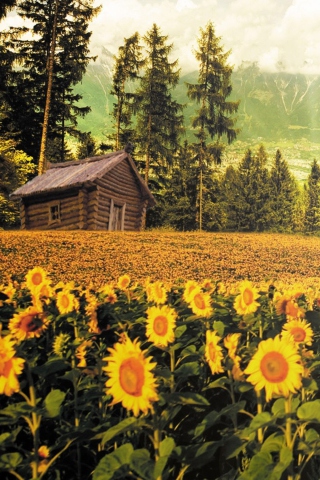 Sfondi Sunflowers And Wooden Hut 320x480