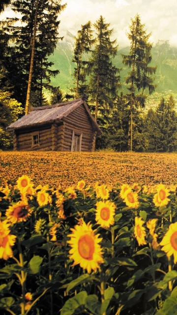 Sfondi Sunflowers And Wooden Hut 360x640