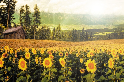 Sfondi Sunflowers And Wooden Hut 480x320