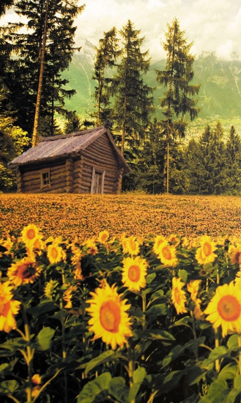 Screenshot №1 pro téma Sunflowers And Wooden Hut 480x800