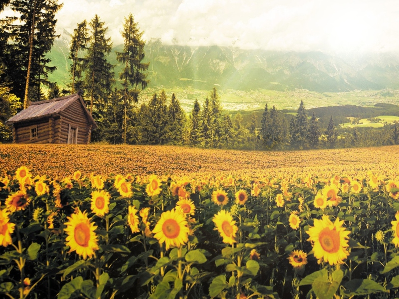 Das Sunflowers And Wooden Hut Wallpaper 800x600
