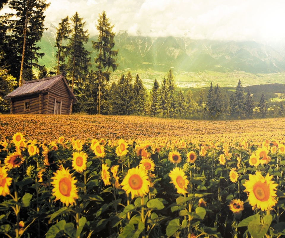 Sfondi Sunflowers And Wooden Hut 960x800