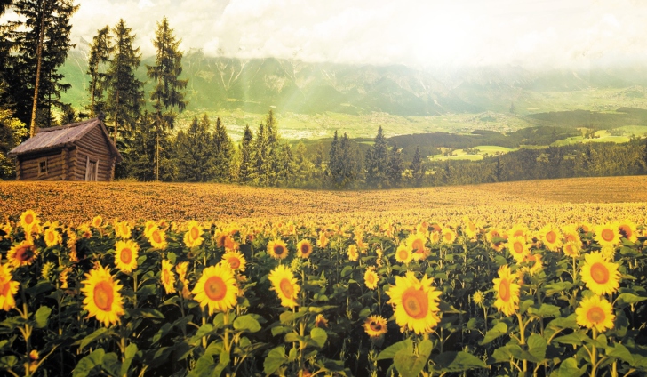 Das Sunflowers And Wooden Hut Wallpaper