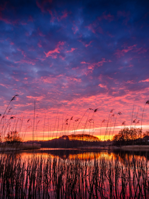 Fondo de pantalla Raspberry Sunset 480x640