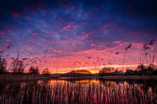 Raspberry Sunset - Obrázkek zdarma pro Xiaomi Mi 4