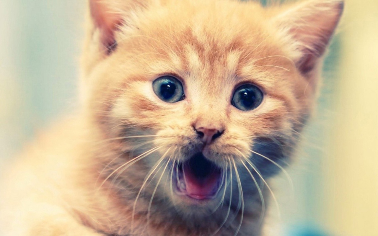 Red Kitten With Blue Eyes wallpaper 1280x800