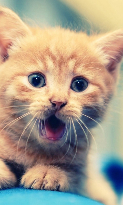 Red Kitten With Blue Eyes wallpaper 480x800