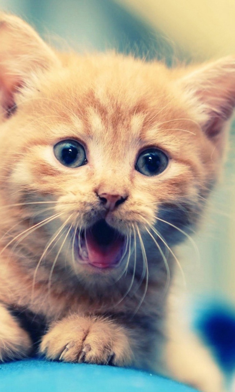 Red Kitten With Blue Eyes screenshot #1 768x1280