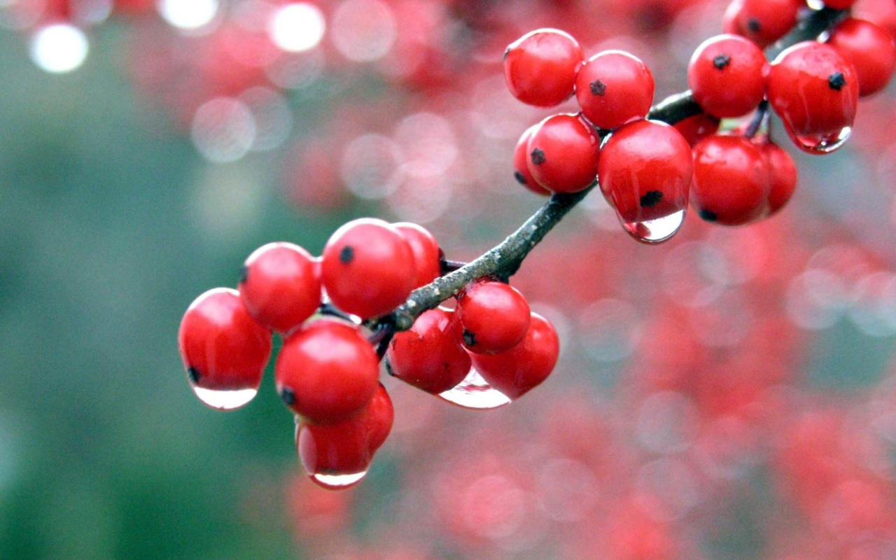 Raindrops On Red Berries screenshot #1 1280x800