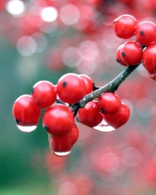 Обои Raindrops On Red Berries 176x220