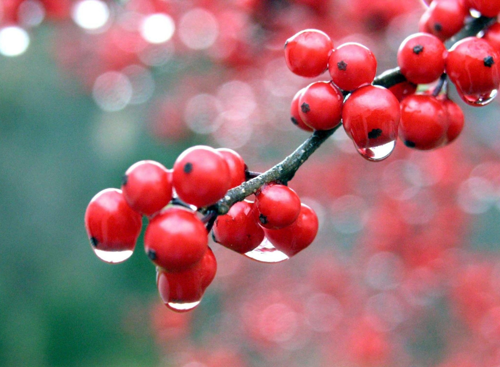 Raindrops On Red Berries wallpaper 1920x1408