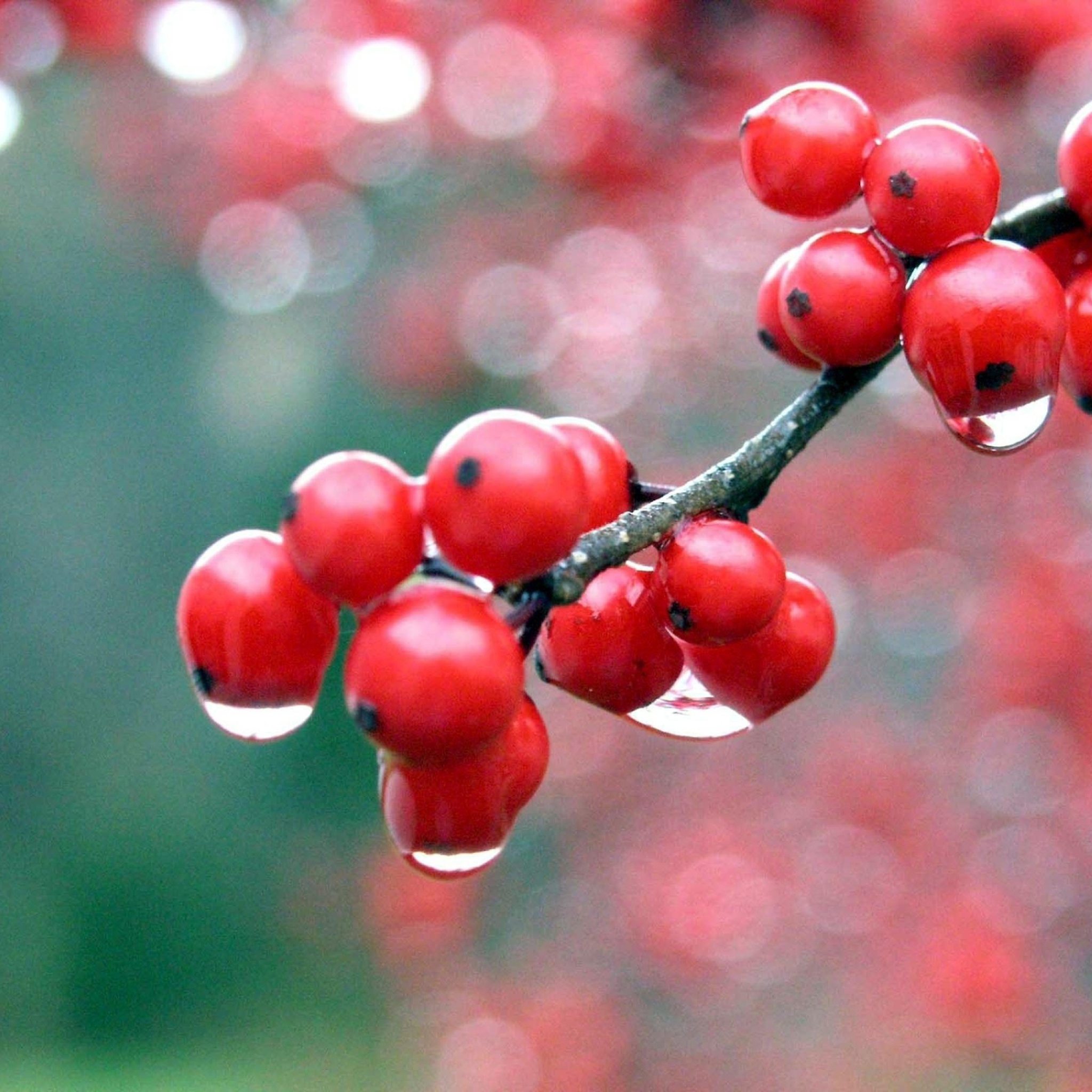 Обои Raindrops On Red Berries 2048x2048