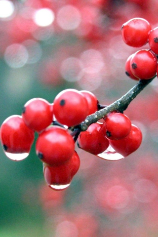 Sfondi Raindrops On Red Berries 320x480
