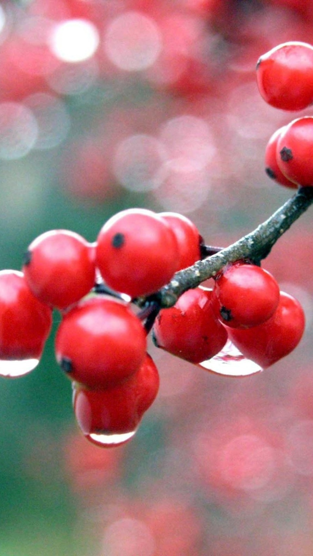 Sfondi Raindrops On Red Berries 640x1136