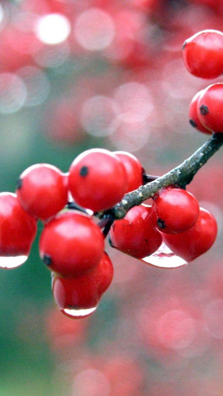 Raindrops On Red Berries screenshot #1 750x1334