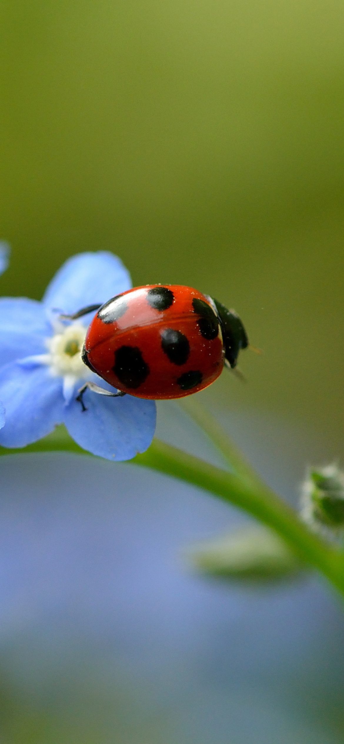 Fondo de pantalla Ladybug On Blue Flowers 1170x2532