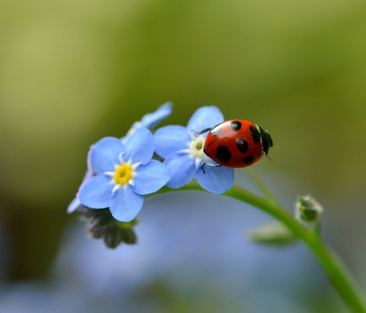 Screenshot №1 pro téma Ladybug On Blue Flowers 1200x1024