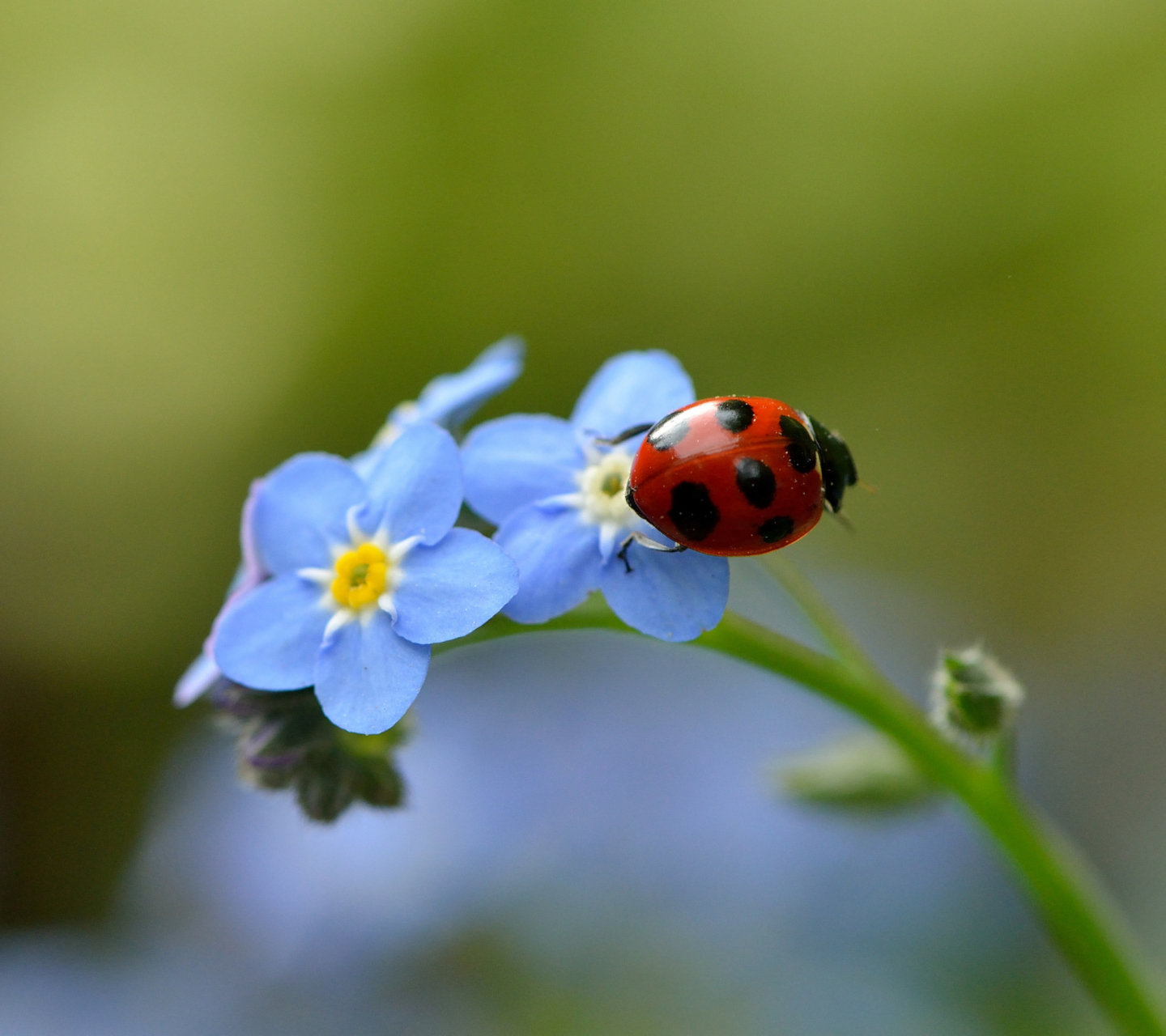 Ladybug On Blue Flowers wallpaper 1440x1280