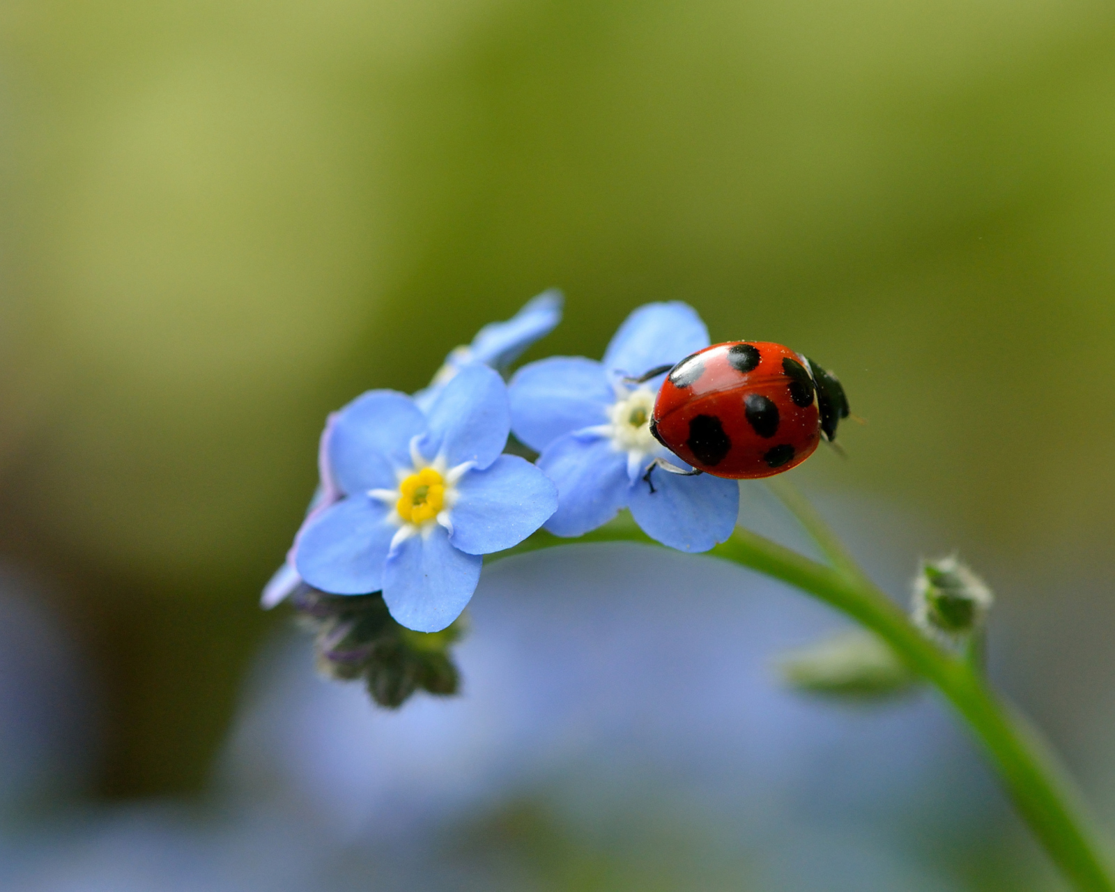 Das Ladybug On Blue Flowers Wallpaper 1600x1280