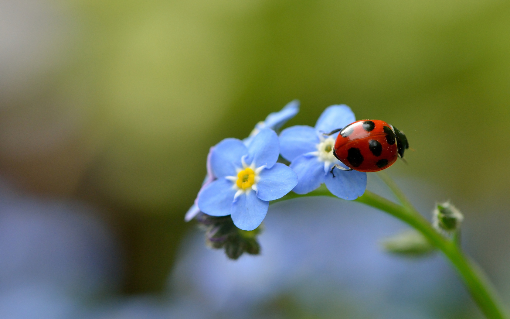 Screenshot №1 pro téma Ladybug On Blue Flowers 1680x1050