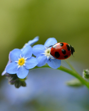 Screenshot №1 pro téma Ladybug On Blue Flowers 176x220