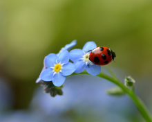 Screenshot №1 pro téma Ladybug On Blue Flowers 220x176