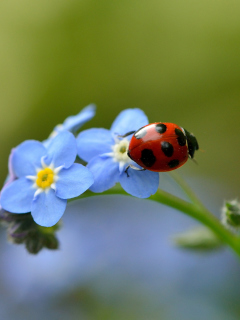 Screenshot №1 pro téma Ladybug On Blue Flowers 240x320