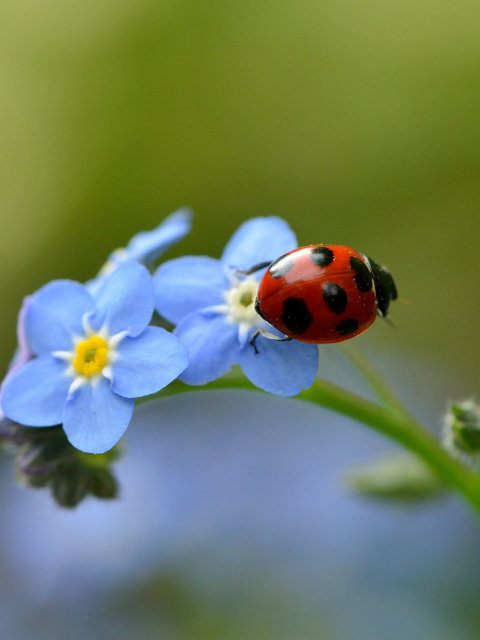 Sfondi Ladybug On Blue Flowers 480x640