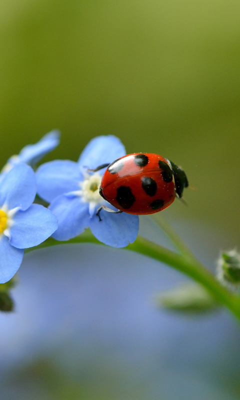Обои Ladybug On Blue Flowers 480x800