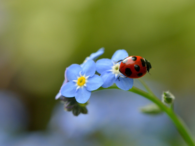 Das Ladybug On Blue Flowers Wallpaper 640x480