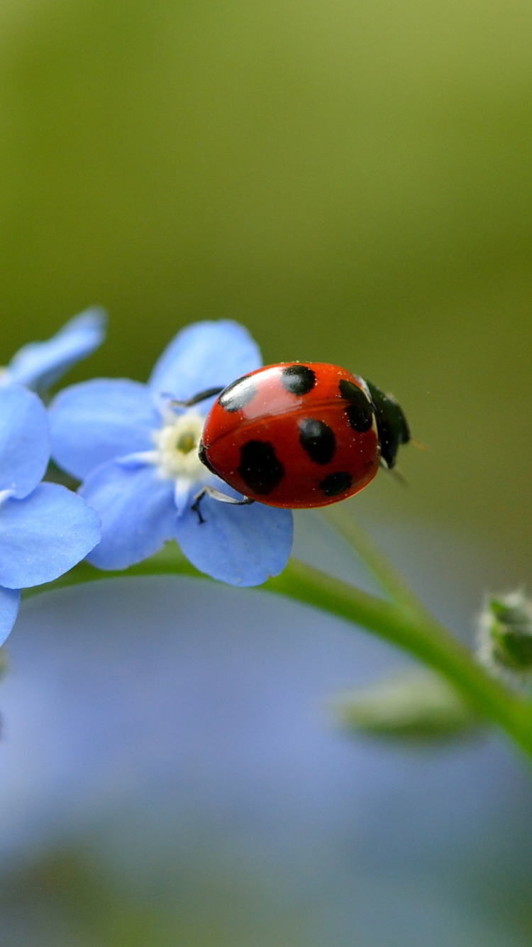 Ladybug On Blue Flowers wallpaper 750x1334