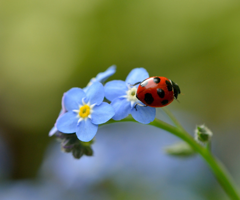 Das Ladybug On Blue Flowers Wallpaper 960x800