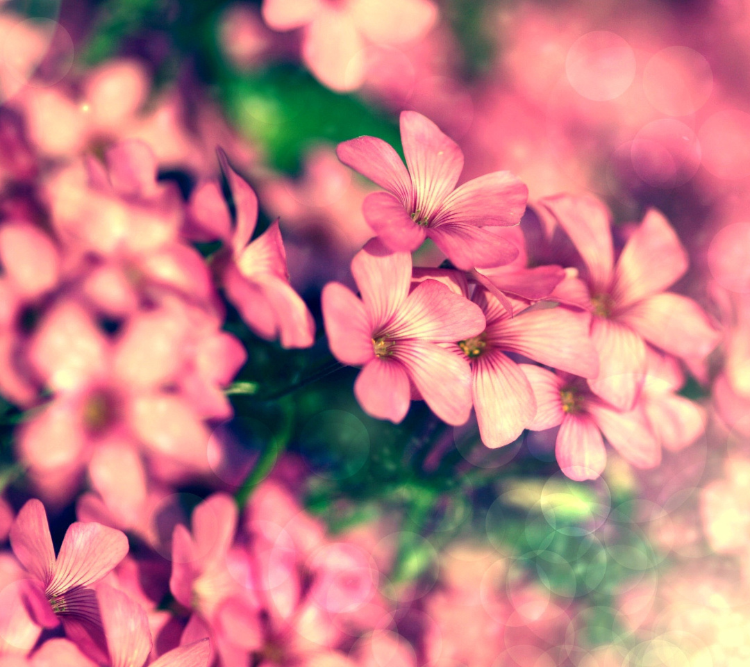 Обои Bush of pink flowers 1080x960