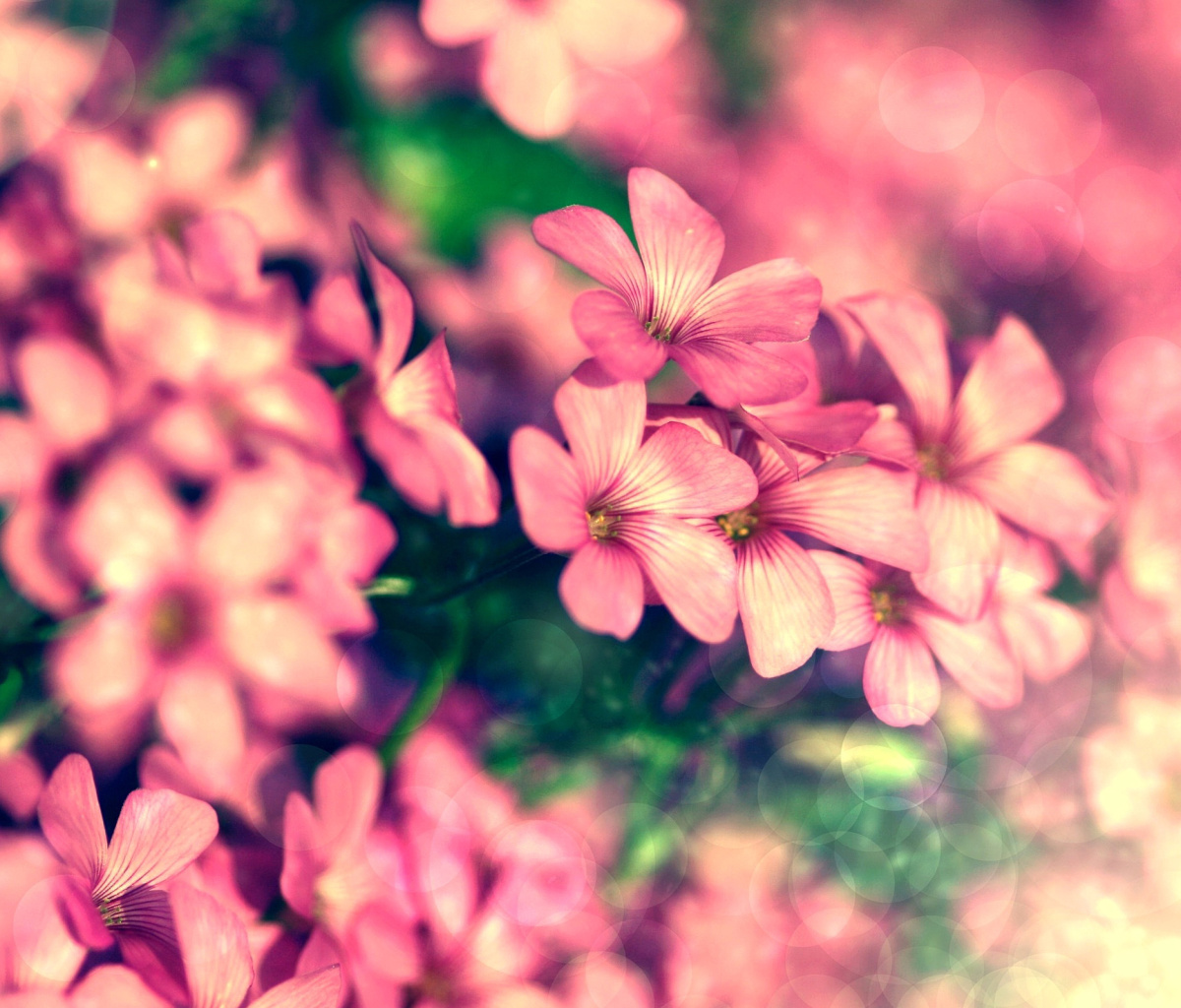 Screenshot №1 pro téma Bush of pink flowers 1200x1024