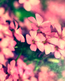 Bush of pink flowers screenshot #1 128x160