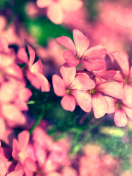 Fondo de pantalla Bush of pink flowers 132x176