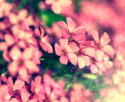 Bush of pink flowers screenshot #1 176x144