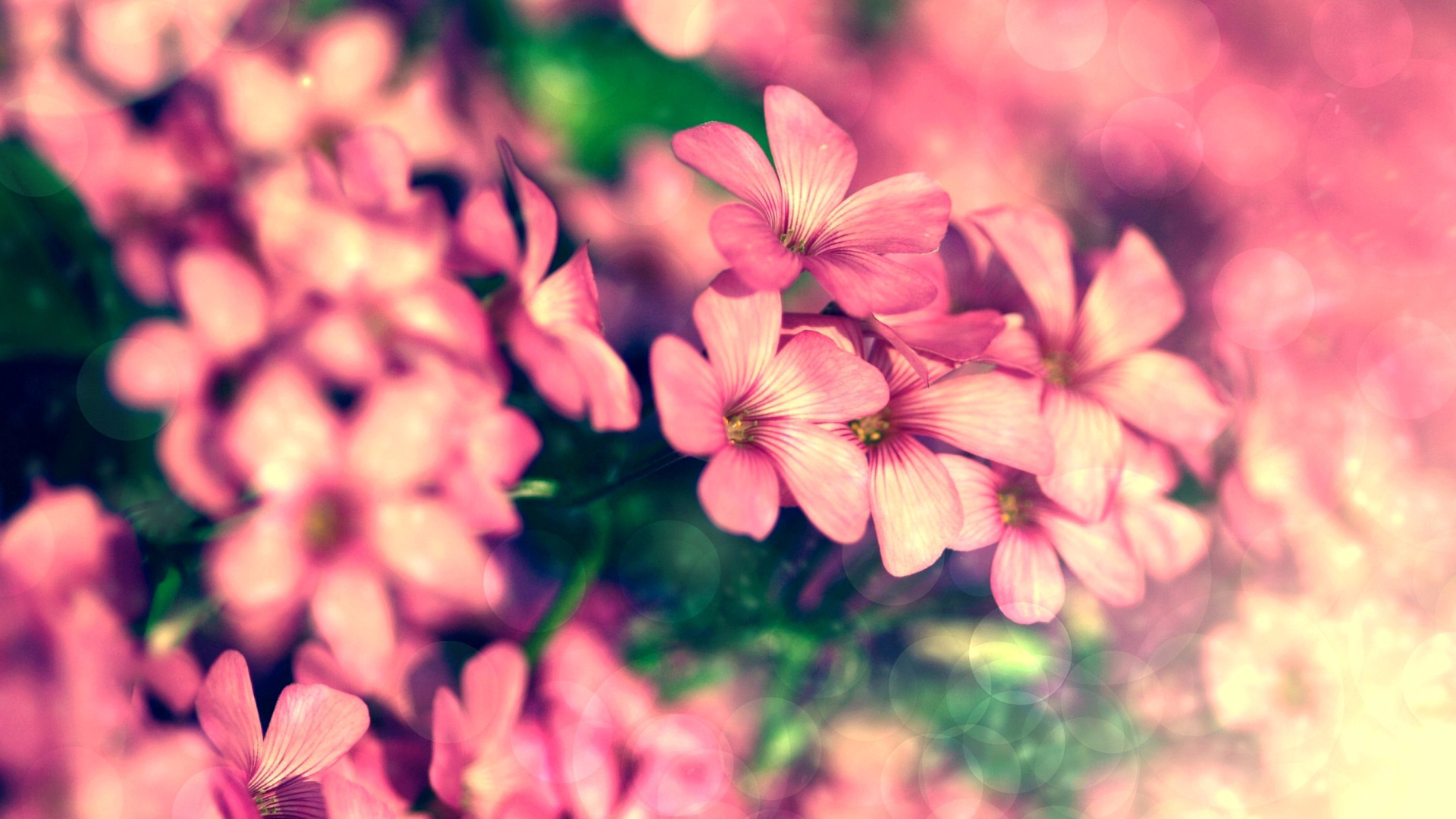 Bush of pink flowers screenshot #1 1920x1080