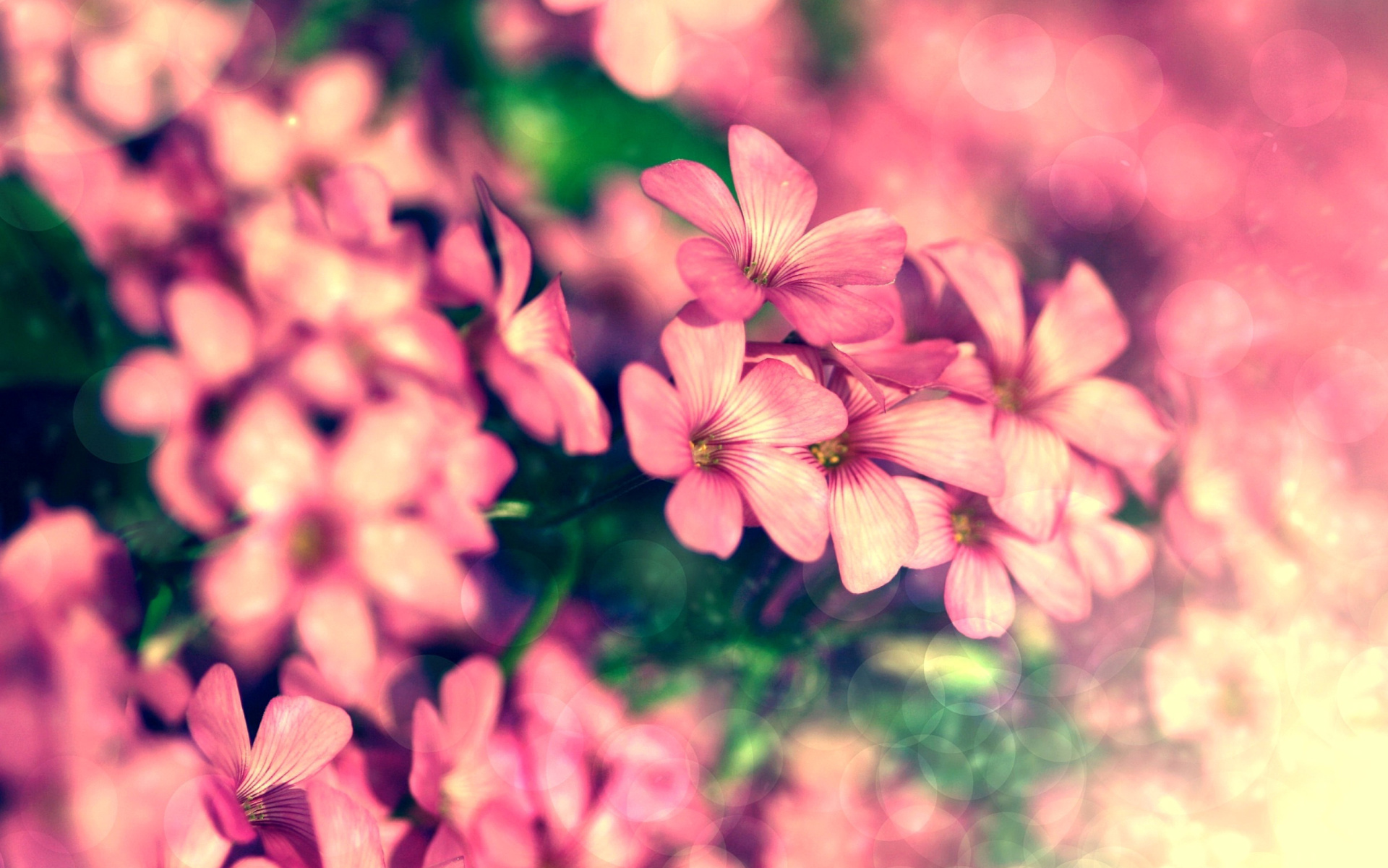 Bush of pink flowers screenshot #1 1920x1200