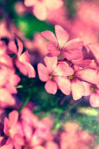 Screenshot №1 pro téma Bush of pink flowers 320x480