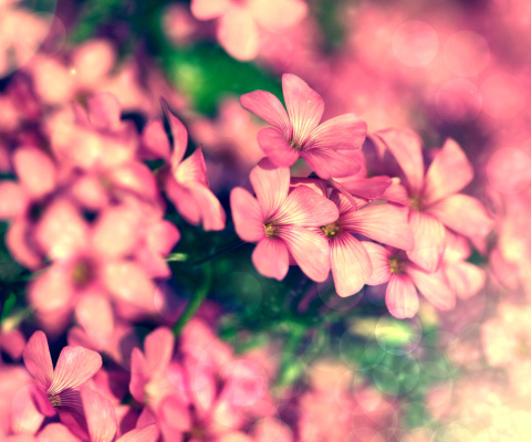 Das Bush of pink flowers Wallpaper 480x400