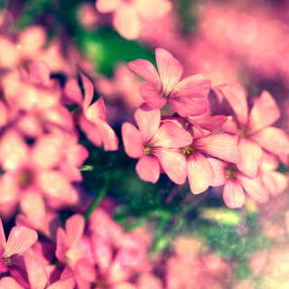 Free Bush of pink flowers Picture for 1024x1024